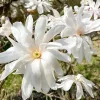 Fehér Csillagvirágú liliomfa - Magnolia 'Royal Star' K3