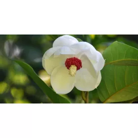   Kisvirágú liliomfa (nyári virágzású) - Magnolia 'Sieboldii'