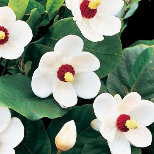 Kisvirágú liliomfa (nyári virágzású) - Magnolia 'Sieboldii'