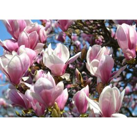 Nagyvirágú liliomfa - Magnolia 'Soulangeana'