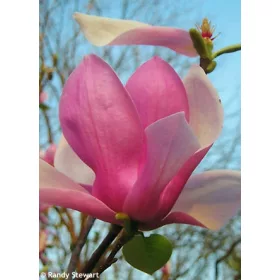   Rózsaszín virágú tulipánfa/liliomfa - Magnolia 'Galaxy'