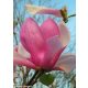 Rózsaszín virágú tulipánfa/liliomfa - Magnolia 'Galaxy'