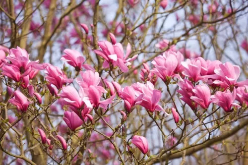 Rózsaszín virágú tulipánfa/liliomfa - Magnolia 'Galaxy'