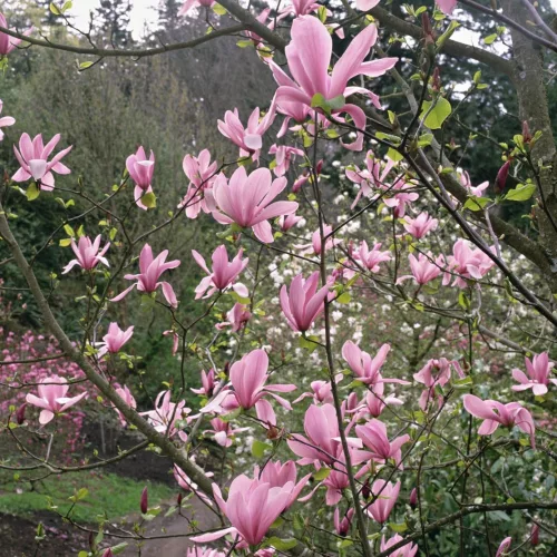 Rózsaszín virágú tulipánfa/liliomfa - Magnolia 'Galaxy'
