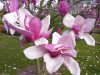 Rózsaszín virágú tulipánfa/liliomfa - Magnolia 'Galaxy'