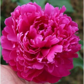   Illatos magenta bazsarózsa - Paeonia lactiflora "Fiona"