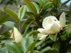 Nagyvirágú örökzöld magnolia - Magnolia Grandiflora 'Gallisoniensis'