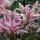 Magnolia  - 'George Henry Kern' - Liliomfa
