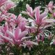 Magnolia  - 'George Henry Kern' - Liliomfa
