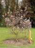 Magnolia  - 'George Henry Kern' - Liliomfa