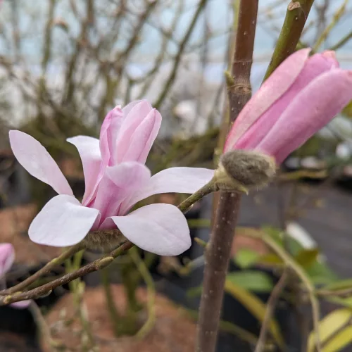 Magnolia  - 'George Henry Kern' - Liliomfa