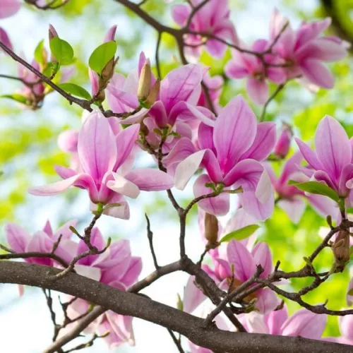 Magnolia  - 'George Henry Kern' - Liliomfa