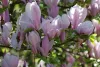 Magnolia  - 'George Henry Kern' - Liliomfa