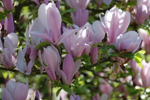 Magnolia  - 'George Henry Kern' - Liliomfa