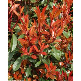 Korallberkenye - Photinia fraseri 'Mandarino'