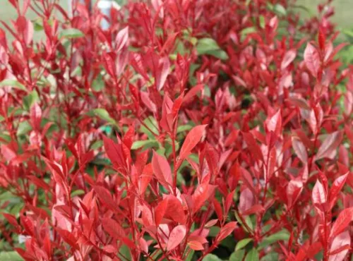 Korallberkenye - Photinia fraseri 'Mandarino'