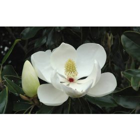   Örökzöld magnólia - Magnolia Grandiflora “Little Gem”