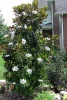 Örökzöld magnólia - Magnolia Grandiflora “Little Gem”