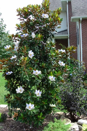 Örökzöld magnólia - Magnolia Grandiflora “Little Gem”