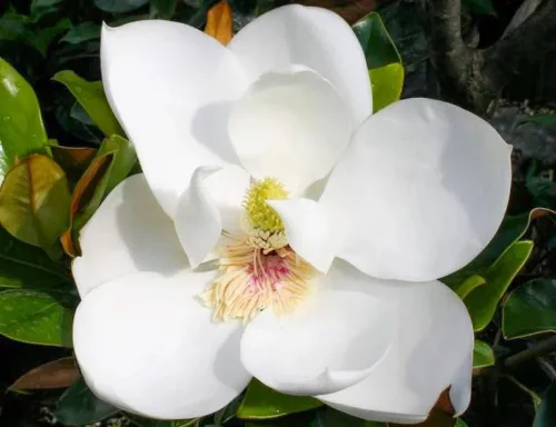 Örökzöld magnólia - Magnolia Grandiflora “Little Gem”