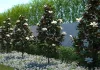 Örökzöld magnólia - Magnolia Grandiflora “Little Gem”