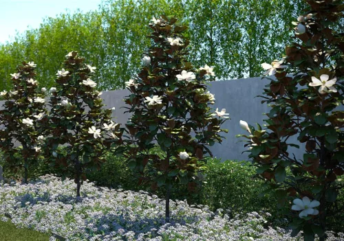 Örökzöld magnólia - Magnolia Grandiflora “Little Gem”