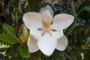 Örökzöld magnólia - Magnolia Grandiflora “Little Gem”