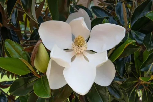Örökzöld magnólia - Magnolia Grandiflora “Little Gem”