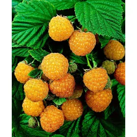 Sárga Málna - Rubus "Fallgold"