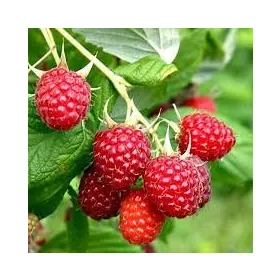Piros Málna- Rubus " Malling Promise" 