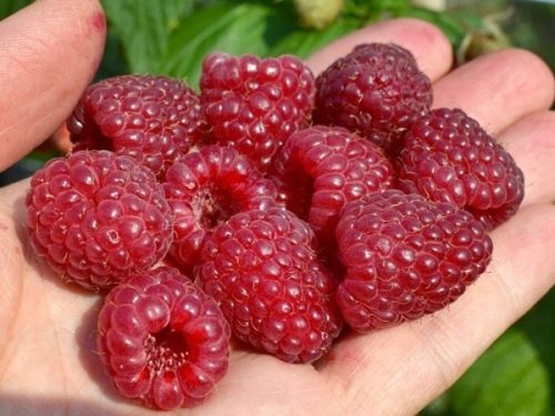 Folytontermő málna - rubus "Delniwa"