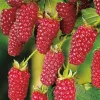  Szedermálna - Rubus fruticosus 