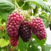  Szedermálna - Rubus fruticosus 