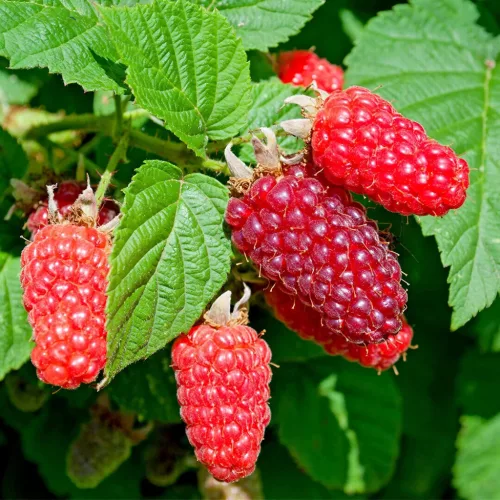  Szedermálna - Rubus fruticosus 