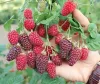  Szedermálna - Rubus fruticosus 