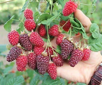  Szedermálna - Rubus fruticosus 