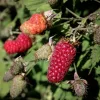  Szedermálna - Rubus fruticosus 