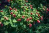  Szedermálna - Rubus fruticosus 
