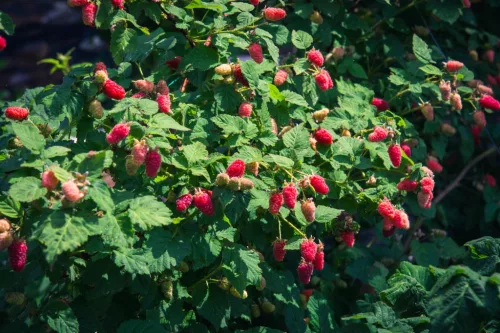  Szedermálna - Rubus fruticosus 