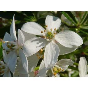   Mexikói narancsvirág - Choisya ternata ‘White Dazzler’ 