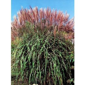   Molnárpántlika - Miscanthus sinensis 'Malepartus'