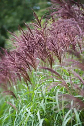 Molnárpántlika - Miscanthus sinensis 'Malepartus'