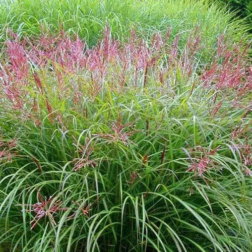 Molnárpántlika - Miscanthus sinensis 'Malepartus'