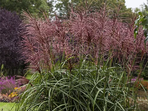 Molnárpántlika - Miscanthus sinensis 'Malepartus'
