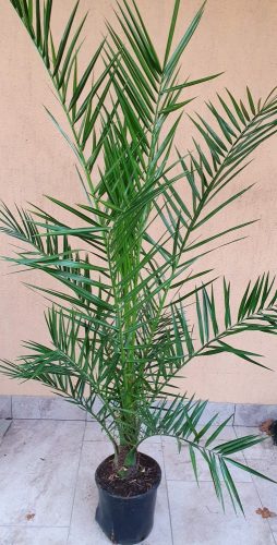 PHOENIX PÁLMA - "PHOENIX CANARIENSIS"