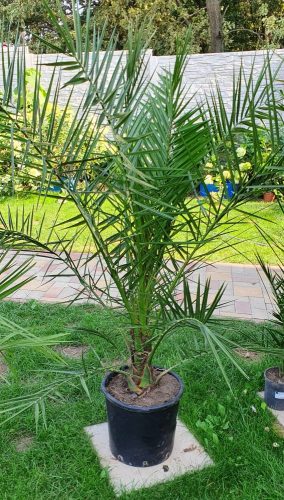 PHOENIX PÁLMA - "PHOENIX CANARIENSIS"