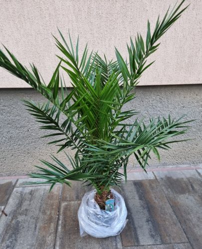 PHOENIX PÁLMA - "PHOENIX CANARIENSIS"