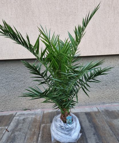 PHOENIX PÁLMA - "PHOENIX CANARIENSIS"