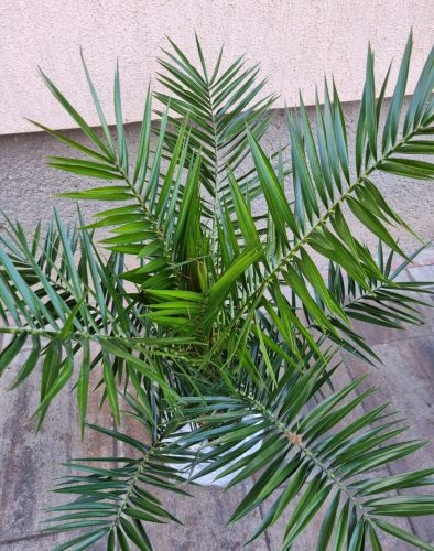 PHOENIX PÁLMA - "PHOENIX CANARIENSIS"