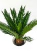 Cikász pálma - Cycas Revoluta